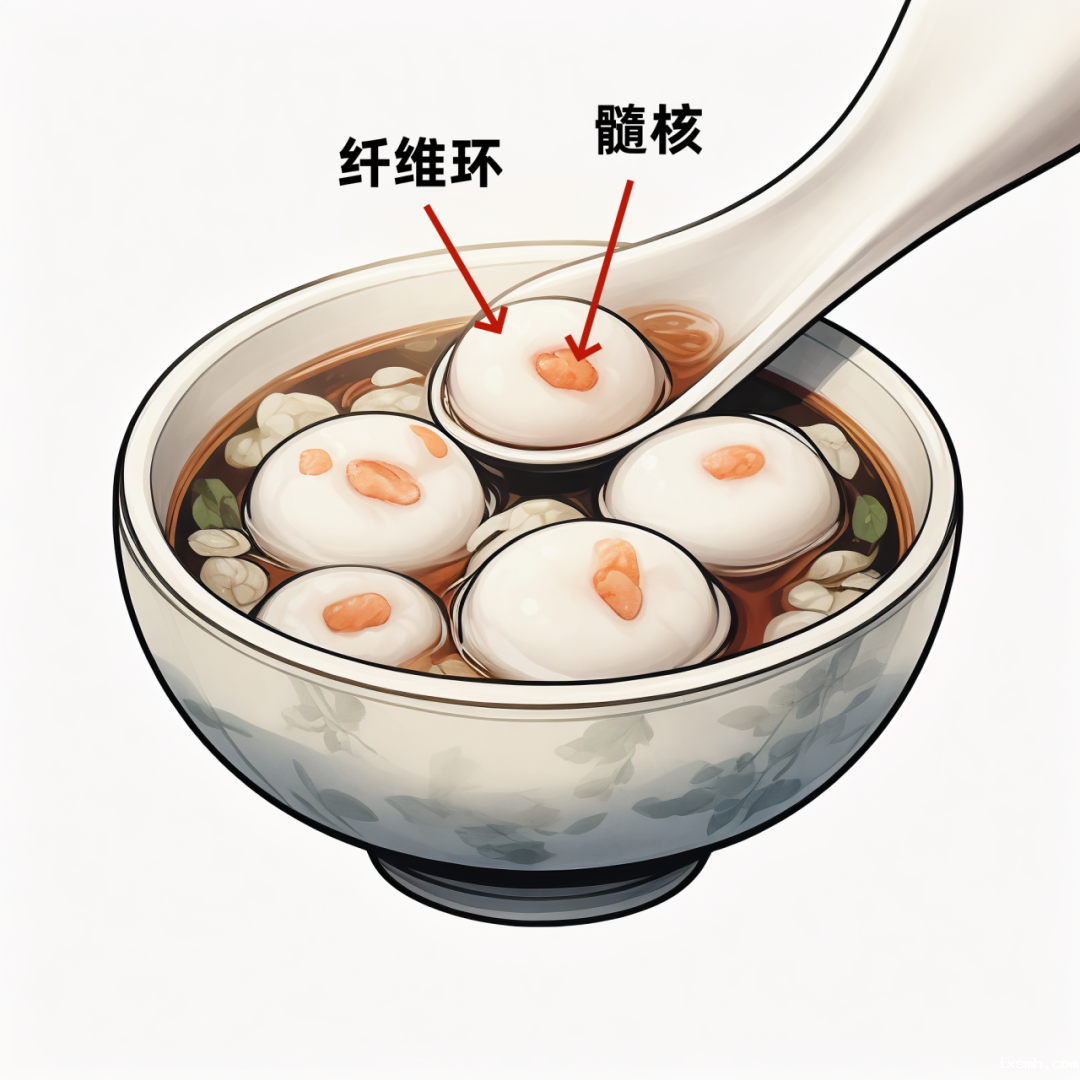 当代打工人的腰椎间盘：一颗随时想“离职”的夹心汤圆